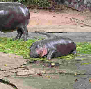 หมูเด้ง ยังฮอตไม่หยุด