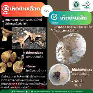 เห็ดถ่านเลือด