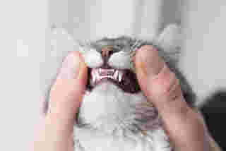 วิธีแปรงฟันแมว