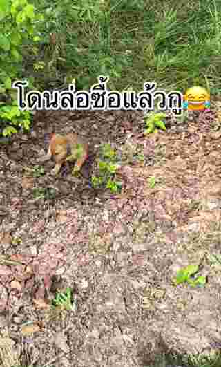 ลูกหมา
