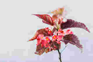 Richmond Begonia