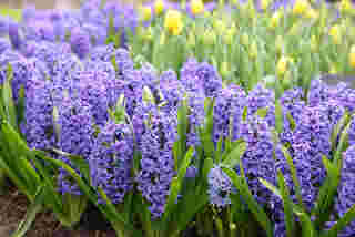 ดอกไม้สีม่วง