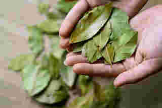 ใบกระวาน Bay Leaf 