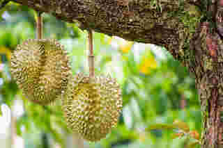 สวนสาวสุดใจ เที่ยวสวนผลไม้จันทบุรี 2568 ทุเรียน