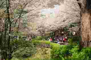 Ansan Cherry Blossom Walkway,