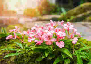 ดอกลิ้นมังกรสีชมพู