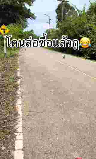 ลูกหมา