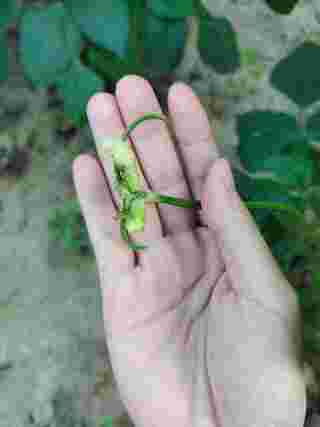 วิธีปลูกถั่วฝักยาว หรือถั่วพุ่ม 