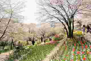 Ansan Cherry Blossom Walkway,
