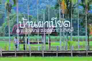 ทิวหมาก บ้านผาเบียด ชัยภูมิ
