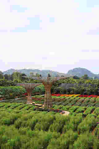 สวนเมเปิ้ล กาญจนบุรี