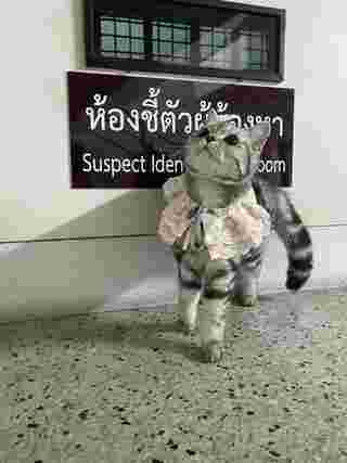 แมวหาย