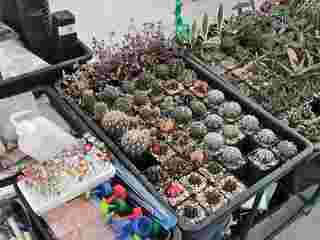 ตลาดต้นไทร แบริ่ง Tonsai Market