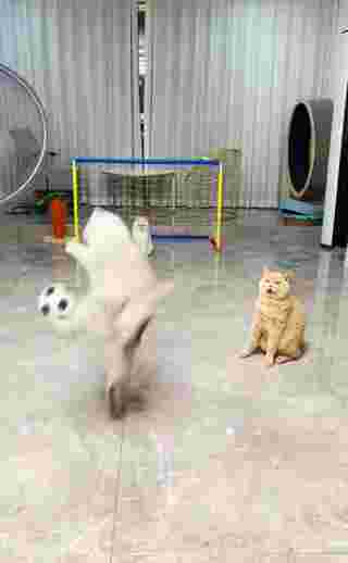 แมวเล่นบอล