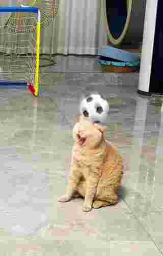 แมวเล่นบอล