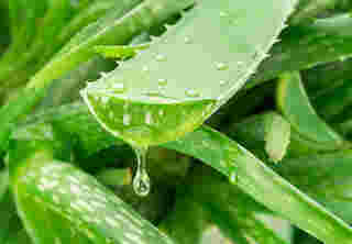 ว่านหางจระเข้