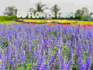 DD Flower Farm จังหวัดสุพรรณบุรี