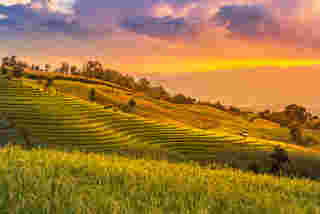 ป่าบงเปียง ปี 2568