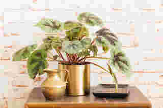 Iron Cross Begonia