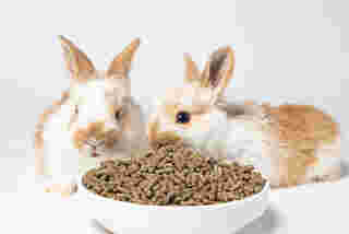 อาหารเม็ดกระต่าย