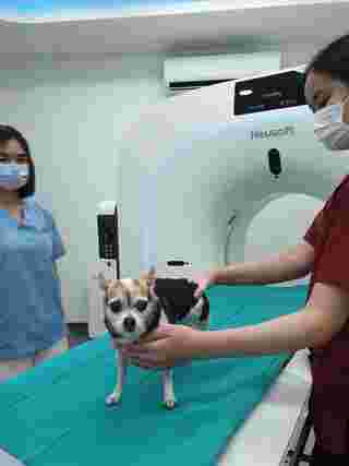 รีวิวทำ CT Scan สุนัข