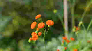 ดอกโครีออพซิส (Coreopsis)