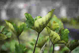 Colocasia Coffee Cups