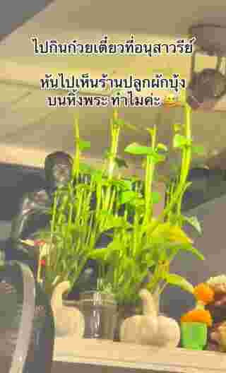 ปลูกผักบุ้ง