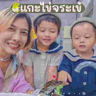 แกะไข่จระเข้ 