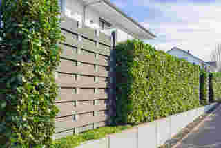 ไอเดียรั้วต้นไม้ Cherry Laurel Hedge for Modern Outdoor Landscaping