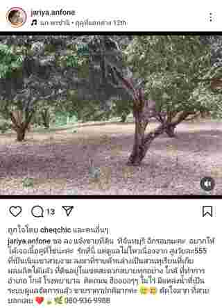 นก จริยา ขายที่สวนทุเรียน