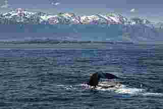 วาฬในไคคูร่า นิวซีแลนด์
