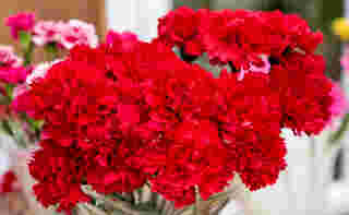 ดอกคาร์เนชั่นแดง