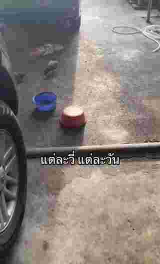 กะละมัง
