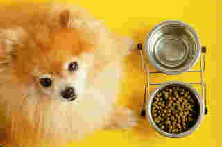 อาหารสุนัขพันธุ์เล็ก