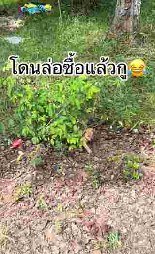 ลูกหมา