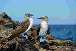 นก Blue Footed booby หมู่เกาะกาลาปากอส