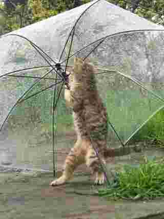 กางร่ม