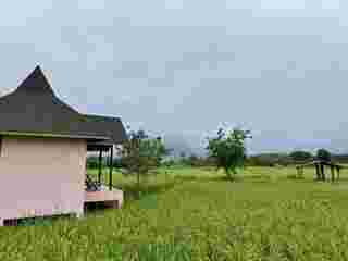 ที่พักวิวทุ่งนา 2568 บ้านผ่อดอยกอยดาว