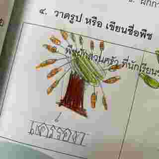 ภาพวาดผัก