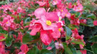 Cocktail Series Begonia