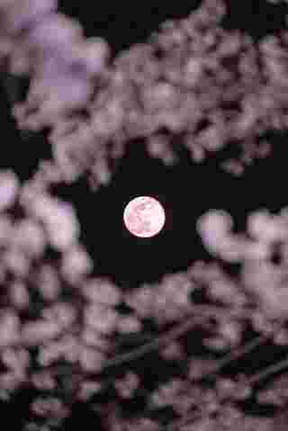 พระจันทร์สีชมพู