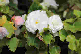 Double Up White Begonia