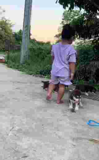 ลูกหมา