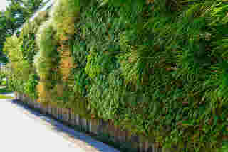 ไอเดียรั้วต้นไม้ Green Covered Living Wall