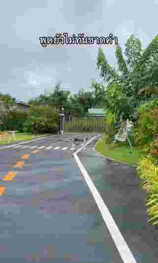 ไซบีเรียน