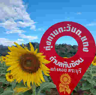 ทุ่งทานตะวัน ต.แตง จังหวัดสระบุรี