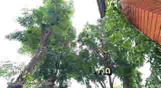 บ้าน เสก โลโซ สวนหน้าบ้าน