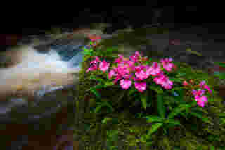 ดอกลิ้นมังกรสีชมพู ที่น้ำตกหมันแดง