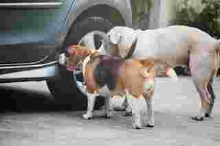 วิธีป้องกันสุนัขฉี่ใส่ล้อรถ